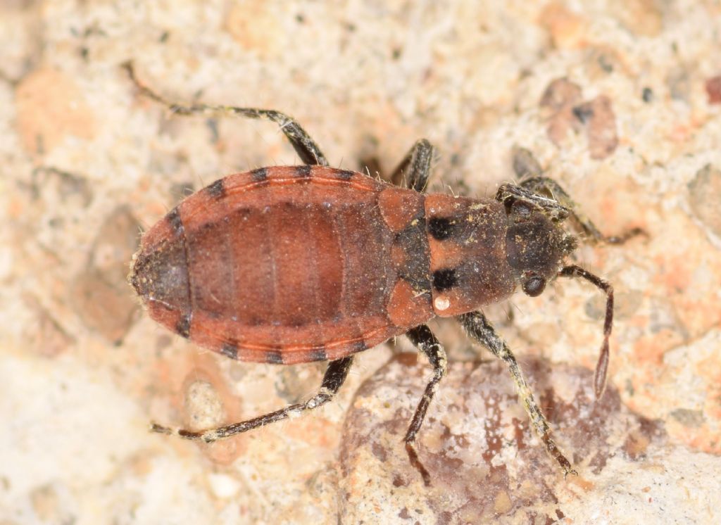 Lygaeidae: Apterola lownii (Saunders, 1876)